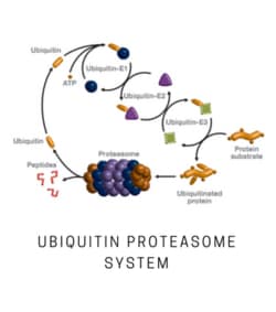 LifeSensors&nbsp;Parkin (Non-phosphorylated)