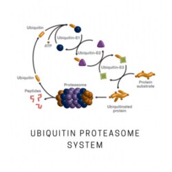 LifeSensors&nbsp;UBE2T 3nmol