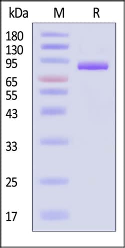 ACROBiosystems Biotinylated Cynomolgus Transferrin Receptor protein, His-tagged,