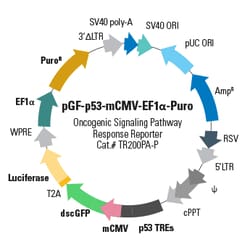 System Biosciences LLC&nbsp;pGF-p53-mCMV-EF1α-Puro LentivectorPGREENFIRE-P53-MCMV-EF1A-PURO Virus = 2 x 10^6 IFUs