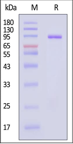 ACROBiosystems Mouse LRRC15 / LIB Protein Fc Tag MALS verified, Quantity: