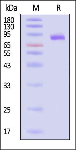 ACROBiosystems Human Cadherin-9 (CDH9), His-tagged, lyophilized, 64.5 kDa,