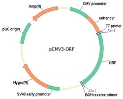 Sino Biological&nbsp;Human, EGFR cDNA ORF Clone, untagged