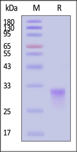 ACROBiosystems Biotinylated Cynomolgus CD8 alpha / CD8A Protein, 200 μg,