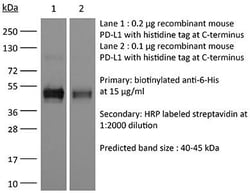 Bio X Cell&nbsp;Antibody, ReadyTag Anti-6-His, Monoclonal IgG1, 25 MG