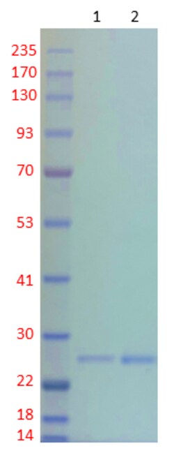 AURORA BIOLABS LLC&nbsp;AiTEV PROTEASE, 1000 units