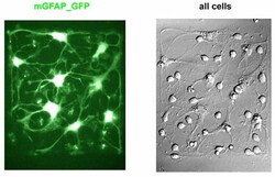 System Biosciences LLC&nbsp;Human Insulin pGreenZeo Differentiation Reporter PlasmidHuman Insulin Differentiation Reporter (pGreenZeo, Virus) = >2 x 10^6 IFUs