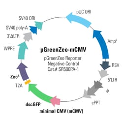 System Biosciences LLC&nbsp;pGreenZeo-mCMV Differentiation Reporter Negative ControlpGreenZeo-mCMV Plasmid (negative control) =10 µg