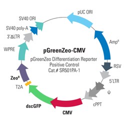 System Biosciences LLC&nbsp;pGreenZeo-CMV Differentiation Reporter Positive ControlpGreenZeo-CMV Plasmid (positive control) = 10 µg