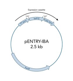 IBA LifeSciences&nbsp;StrGat Acptr Vctr pENTRY-IBA51