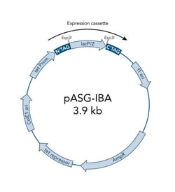 IBA LifeSciences&nbsp;StrGate Acptr Vctr pASG-IBA145