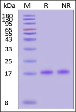 ACROBiosystems GMP Human IL-18 Protein, 1 mg, 18.2 kDa, >95% purity, >3.00