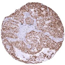 Genetex Inc&nbsp;Napsin A Monoclonal Antibody [MSVA-555R] HistoMAX™ (GTX04366) GeneTex - IHC-Optimized Antibody.
