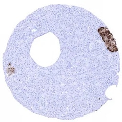 Genetex Inc&nbsp;Chromogranin A Monoclonal Antibody [MSVA-380R] HistoMAX™ (GTX04370) GeneTex - IHC-Optimized Antibody.