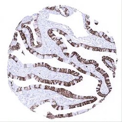 Genetex Inc Cytokeratin 7 Monoclonal Antibody [MSVA-607R] HistoMAX™ (GTX04375) GeneTex - IHC-Optimized Antibody.