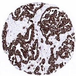 Genetex Inc&nbsp;Cytokeratin 19 Monoclonal Antibody [MSVA-119M] HistoMAX™ (GTX04378) GeneTex - IHC-Optimized Antibody.