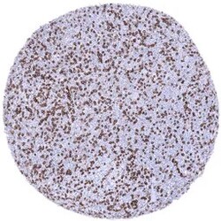 Genetex Inc&nbsp;CD4 Monoclonal Antibody [MSVA-004R] HistoMAX™ (GTX04379) GeneTex - IHC-Optimized Antibody.