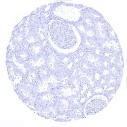 Genetex Inc&nbsp;Melan A Monoclonal Antibody [MSVA-900M] HistoMAX™ (GTX04383) GeneTex - IHC-Optimized Antibody.