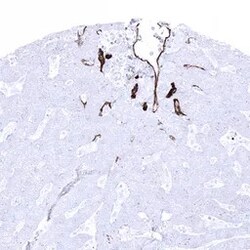 Genetex Inc&nbsp;CD34 Monoclonal Antibody [MSVA-034R] HistoMAX™ (GTX04386) GeneTex - IHC-Optimized Antibody.