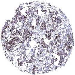 Genetex Inc&nbsp;MUC1 Monoclonal Antibody [MSVA-672R] HistoMAX™ (GTX04397) GeneTex - IHC-Optimized Antibody.