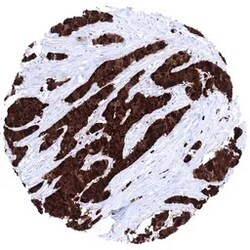 Genetex Inc&nbsp;S100P Monoclonal Antibody [MSVA-480R] HistoMAX™ (GTX04398) GeneTex - IHC-Optimized Antibody.