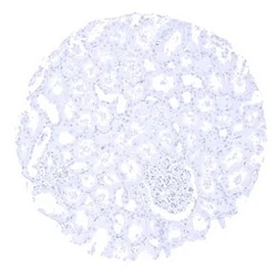 Genetex Inc Parathyroid Hormone Monoclonal Antibody [MSVA-525R] HistoMAX™ (GTX04405) GeneTex - IHC-Optimized Antibody.