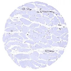 Genetex Inc&nbsp;VWF Monoclonal Antibody [MSVA-521R] HistoMAX™ (GTX04412) GeneTex - IHC-Optimized Antibody.