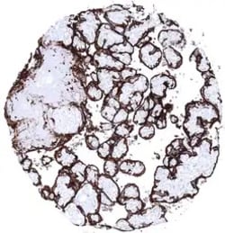 Genetex Inc Placental Alkaline Phosphatase Monoclonal Antibody [MSVA-350R] HistoMAX™ (GTX04413) GeneTex - IHC-Optimized Antibody.