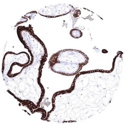 Genetex Inc Inhibin alpha Monoclonal Antibody [MSVA-561R] HistoMAX™ (GTX04415) GeneTex - IHC-Optimized Antibody.