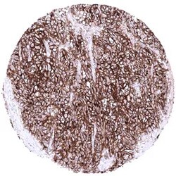 Genetex Inc&nbsp;ACE2 Monoclonal Antibody [MSVA-919R] HistoMAX™ (GTX04425) GeneTex - IHC-Optimized Antibody.