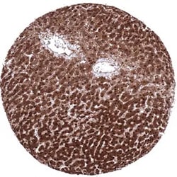 Genetex Inc Arginase 1 Monoclonal Antibody [MSVA-511R] HistoMAX™ (GTX04426) GeneTex - IHC-Optimized Antibody.