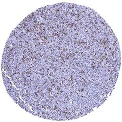 Genetex Inc&nbsp;CTLA4 Monoclonal Antibody [MSVA-152R] HistoMAX™ (GTX04439) GeneTex - IHC-Optimized Antibody.