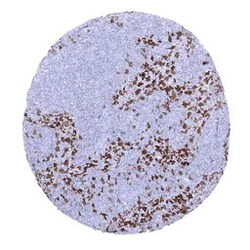 Genetex Inc&nbsp;Factor XIIIa Monoclonal Antibody [MSVA-813R] HistoMAX™ (GTX04452) GeneTex - IHC-Optimized Antibody.