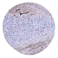 Genetex Inc&nbsp;Calbindin Monoclonal Antibody [MSVA-471M] HistoMAX™ (GTX04454) GeneTex - IHC-Optimized Antibody.
