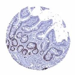 Genetex Inc&nbsp;SOX9 Monoclonal Antibody [MSVA-709R] HistoMAX™ (GTX04459) GeneTex - IHC-Optimized Antibody.