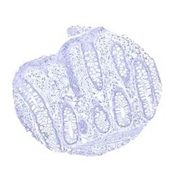 Genetex Inc&nbsp;UPK1A Monoclonal Antibody [MSVA-735M] HistoMAX™ (GTX04462) GeneTex - IHC-Optimized Antibody.