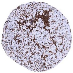 Genetex Inc&nbsp;Iba1 Monoclonal Antibody [MSVA-955M] HistoMAX™ (GTX04465) GeneTex - IHC-Optimized Antibody.