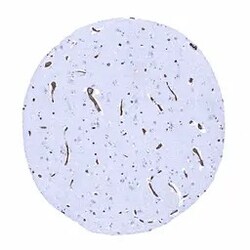 Genetex Inc&nbsp;GluT1 Monoclonal Antibody [MSVA-401R] HistoMAX™ (GTX04469) GeneTex - IHC-Optimized Antibody.