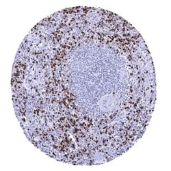 Genetex Inc&nbsp;Myeloperoxidase Monoclonal Antibody [MSVA-692M] HistoMAX™ (GTX04470) GeneTex - IHC-Optimized Antibody.