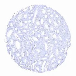 Genetex Inc PSA Monoclonal Antibody [MSVA-603R] HistoMAX™ (GTX04481) GeneTex - IHC-Optimized Antibody.