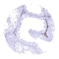 Genetex Inc&nbsp;StAR Monoclonal Antibody [MSVA-740R] HistoMAX™ (GTX04483) GeneTex - IHC-Optimized Antibody.