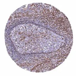 Genetex Inc&nbsp;STING Monoclonal Antibody [MSVA-515M] HistoMAX™ (GTX04484) GeneTex - IHC-Optimized Antibody.