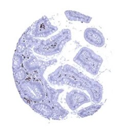 Genetex Inc&nbsp;Rabbit anti-human IgA Monoclonal Antibody [MSVA-700R] HistoMAX™ (GTX04490) GeneTex - IHC-Optimized Antibody.