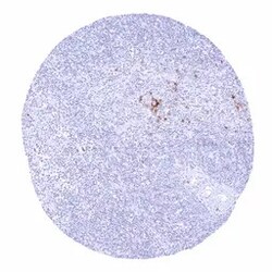 Genetex Inc&nbsp;Rabbit anti-human IgD Monoclonal Antibody [MSVA-701R] HistoMAX™ (GTX04491) GeneTex - IHC-Optimized Antibody.