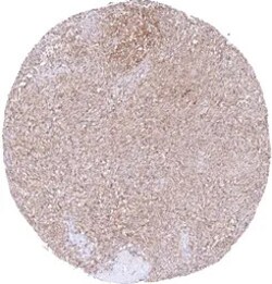 Genetex Inc&nbsp;MTAP Monoclonal Antibody [MSVA-741R] HistoMAX™ (GTX04964) GeneTex - IHC-Optimized Antibody.