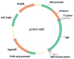 Sino Biological&nbsp;Human, RASGRP3 cDNA ORF Clone, untagged