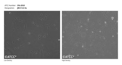 JB6 Cl 41-5a Mouse Epidermal Cell Line (ATCC CRL-2010) - Tumor Promotion Assay Model