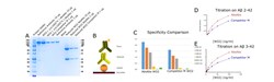 BIORBYT LLC&nbsp;Anti-Amyloidbetaaa4-10WO2