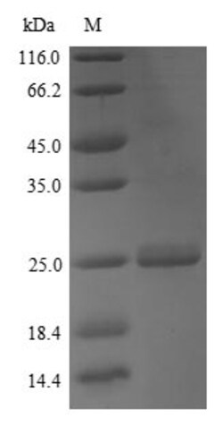 BIORBYT LLC&nbsp;MouseAPOMprotein