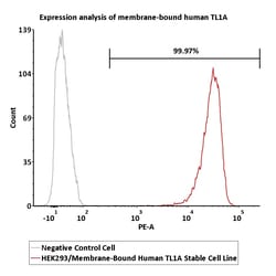 ACROBiosystems&nbsp;HEK293 Membrane-Bound human TL1A Stable Cell Line, 2 vials, 1 mL each, at least 5x10^6 cells per vial, adherent, Puromycin selection, DMEM + 10% FBS